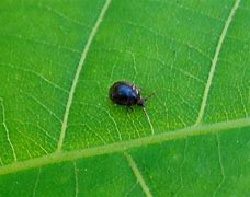 Image result for Black Beetle Small Head