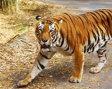 Image result for Rainforest Animals Bengal Tiger