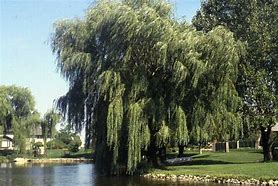 Image result for Golden Weeping Willow Tree