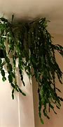 Image result for Easy Care Houseplants