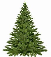 Image result for Christmas Tree with Lights