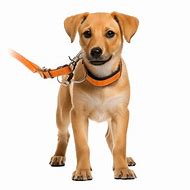 Image result for Orange Dog Clip Art