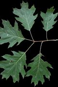 Image result for Kinds of Oak Trees