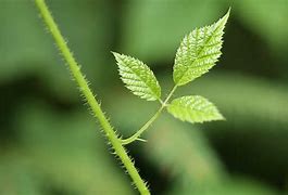 Image result for Small Leave Green Maple