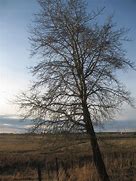 Image result for Silhouette Birch Tree Stencil