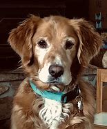 Image result for Boxer Golden Retriever Bull Terrier Mix