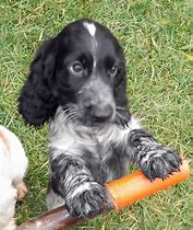 Image result for Black and Tan Cocker Spaniel