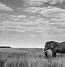 Image result for Wild Animals Black and White