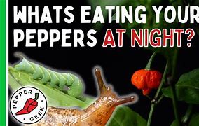 Image result for Bugs Eating Pepper Plant Leaves