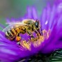 Image result for Queen Honey Bee Clip Art