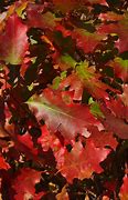 Image result for Oak Leaf Fall Colors