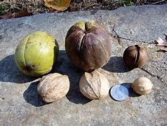 Image result for Hickory Nut Trees