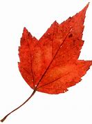 Image result for Single Fall Leaf