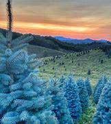 Image result for Real Christmas Tree Background