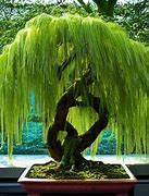 Image result for Weeping Willow Bonsai Tree