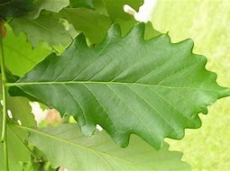 Image result for Swamp White Oak Leaf