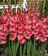 Image result for Chit Chat Gladiolus