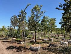 Image result for Burr Oak Tree Acorns