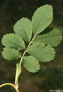 Image result for Wild Rose Leaf