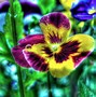 Image result for Bright Colored Flowers