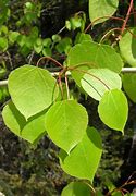 Image result for Aspen Leaf Background