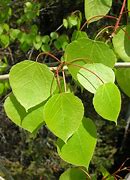 Image result for Stock Image of Aspen Leaf