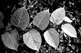 Image result for Leaf Black White