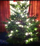 Image result for Real Christmas Tree No Background