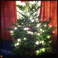 Image result for Real Christmas Tree Decorated