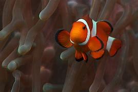 Image result for Finding Nemo Sea Anemone