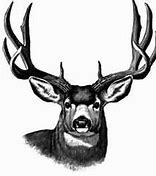 Image result for Mule Deer Skull Clip Art Black and White