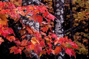 Image result for White Birch Leaves