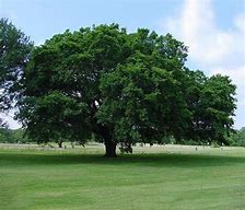 Image result for Giant American Elm Tree