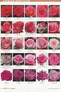 Image result for Coral Colored Roses with Names