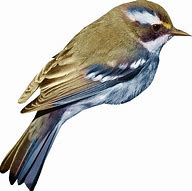 Image result for Small Bird On Branch