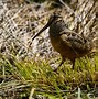 Image result for Small Brown Bird with Long Beak