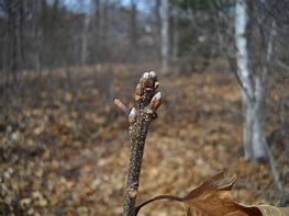 Image result for Scarlet Oak Leaves Print