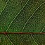 Image result for Leaf Macro Photography