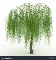 Image result for Weeping Willow Clip Art