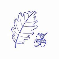 Image result for Oak Leaf and Acorn of California Drawing