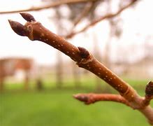 Image result for Silver Maple Buds