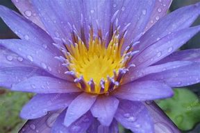 Image result for Tropical Water Lily Seeds