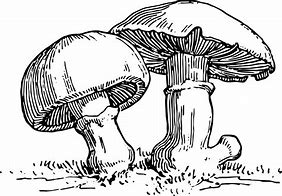 Image result for Free Mushroom Art