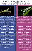 Image result for Male Praying Mantis vs Female