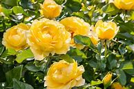 Image result for Flower Meanings Yellow Roses