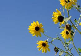 Image result for Brown Colored Flowers