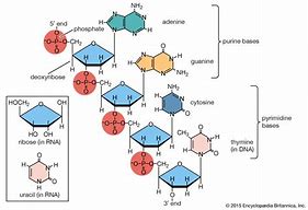 Image result for DNA Chemical Formula