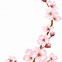 Image result for Cherry Tree Blossom Flower Drawing