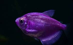 Image result for Fish Tank in Finding Nemo