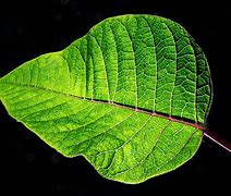 Image result for Leaf Drapes